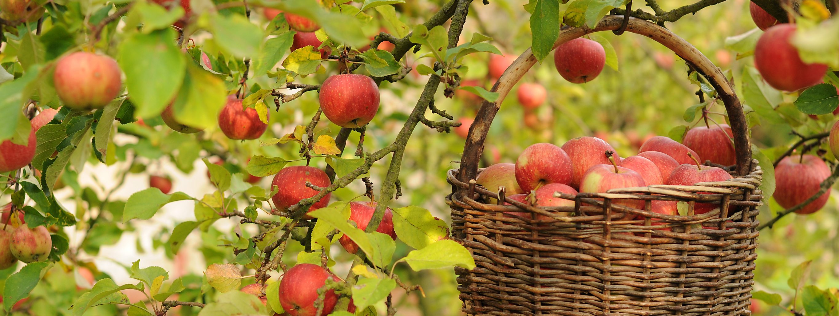 Apples and basket