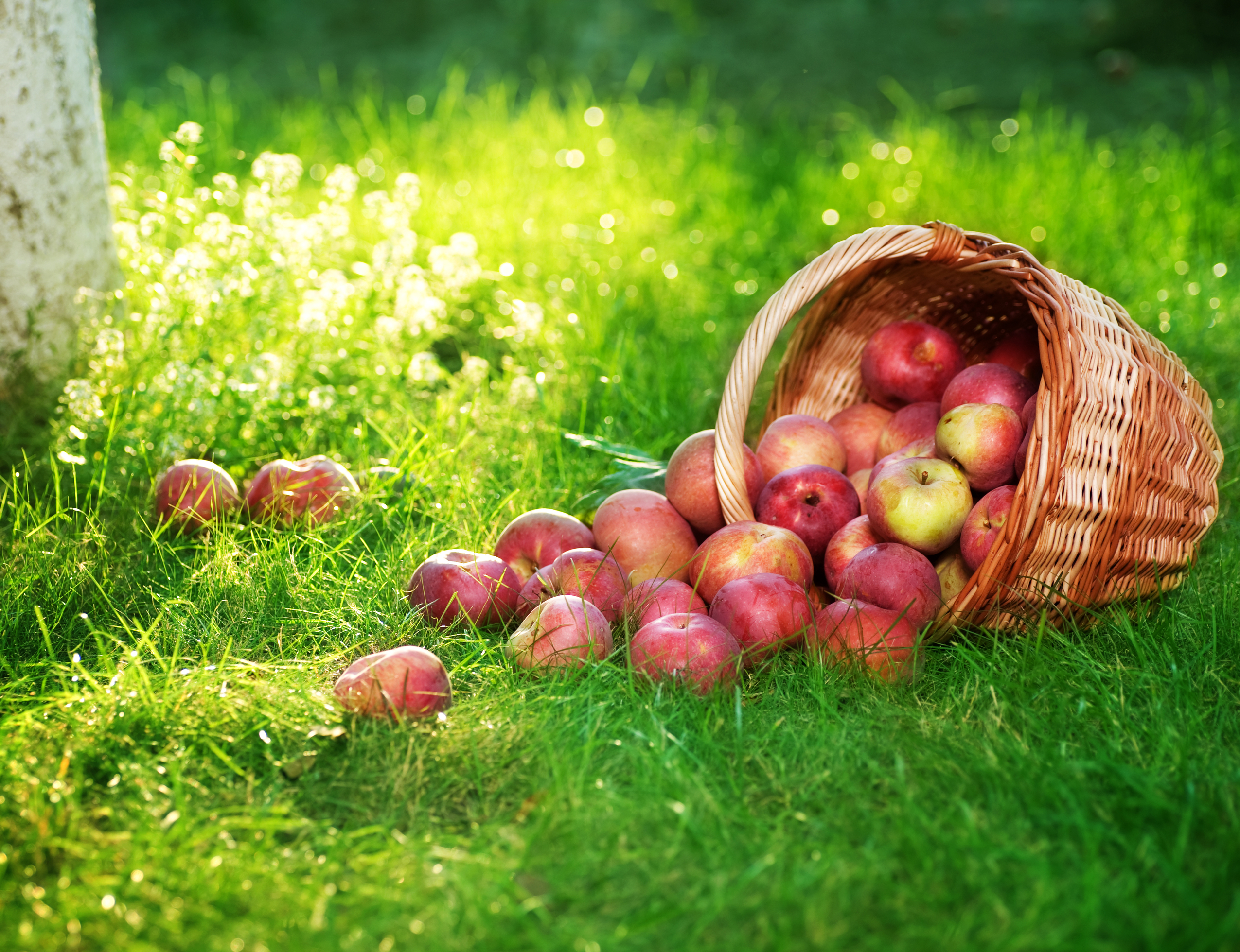 Яблочный спас пересказ. Корзинка с яблоками. Яблоки на траве. Деревенские яблоки. Фрукты на Поляне.